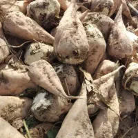 فروش چغند قند برای دامدار عزیز