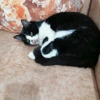 واگذاری رایگان گربه 7 ماهه