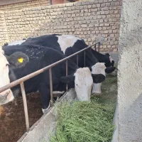 سلام۲۰رسگاو شیریبهفروشمیرسد|حیوانات مزرعه|فامنین, |دیوار