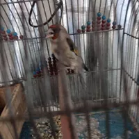 سهره|پرنده|سیرجان, |دیوار