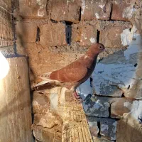 یک جفت جوجه کفتر مخلفه بوم ندیده پرشی|پرنده|کاشان, فاز ۲ ناجی آباد|دیوار