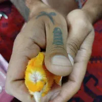 قناری گلاستر سرخ ماده مست|پرنده|شیراز, کرونی(خاتونک)|دیوار