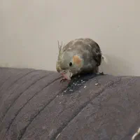 عروس هلندی دو ماهه|پرنده|تهران, هاشمی|دیوار