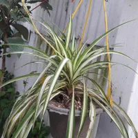 گل های گوناگون باغچه و اتاق مناسبترین قیمت|گل و گیاه طبیعی|رشت, حافظ آباد|دیوار