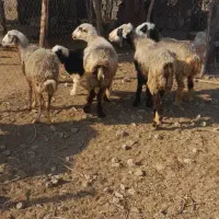 میش سرحال|حیوانات مزرعه|بهبهان, |دیوار