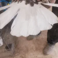 نر قارای تخت دم سفید|پرنده|نجفآباد, جعفرآباد|دیوار