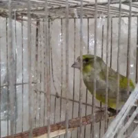 سهره سبز|پرنده|بجنورد, |دیوار