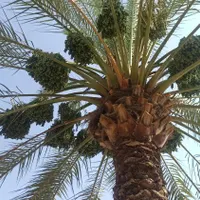 اجارنخل خاصه