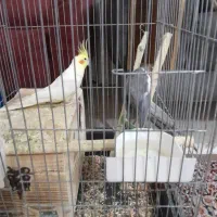 عروس هلندی