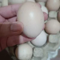 تخم مرغ محلی نطفه دار و خوراکی