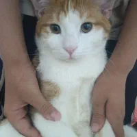 قیمت۳تومن|گربه|یزد, |دیوار