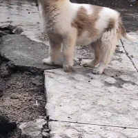 نگهداری از سگ