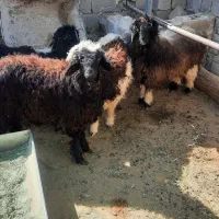 فروش‌۴راس‌بره‌۳تانریکی‌ماده.