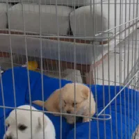 فروش|سگ|مشهد, امیریه|دیوار