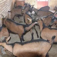 بز آلپاین با خلوص بالا