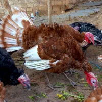 گله بوقلمون نر