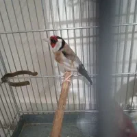 سهره نشون دار جفتی