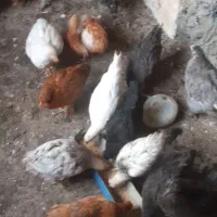جوجه مرغ محلی