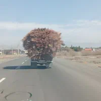 جارو. محلی. شهرداری|لوازم نظافت|سبزوار, قصبه غربی|دیوار