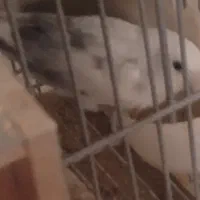 عروس هلندی و طوطی برزیلی|پرنده|تهران, مسعودیه|دیوار