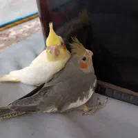 جوجه عروس هلندی
