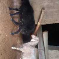 دو عدد قوچ همو