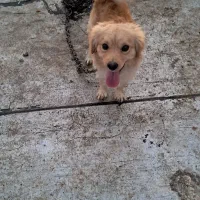 یک جفت سگ پاکوتاه پشمالو(اشپیتز)مولد|سگ|رفسنجان, |دیوار