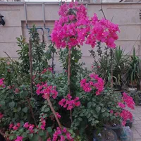 گلهای کاغذی صورتی رنگ زیبا|گل و گیاه طبیعی|تهران, شهرک آزادی|دیوار