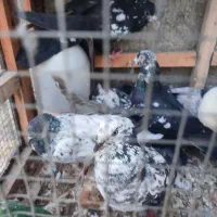 کبوتر ارزان جم