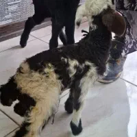 بزدوقلو زا بادوتا کهره و دوعدد بره شیری|حیوانات مزرعه|کرمان, |دیوار