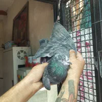 کفتر پرشی