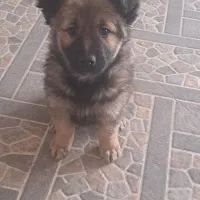 واگذاری مانینیوز