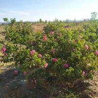 باغ کلاته ملک (چاه فجر ،هیات)