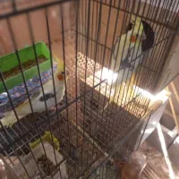 عروس هلندی دوکت|پرنده|عسلویه, |دیوار