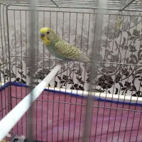 مرغ عشق و فنچ