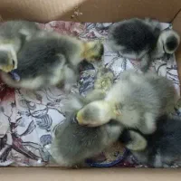 6عدد جوجه غاز|حیوانات مزرعه|قائم‌شهر, |دیوار