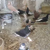 شهری وبهبهانی خوب|پرنده|شیراز, وزیرآباد|دیوار