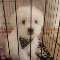 سگ پاپی ریز آپارتمانی فروشی|سگ|نجف‌آباد, امیرآباد|دیوار