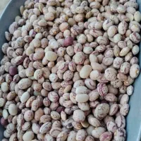چیتی درجه 1 امسال