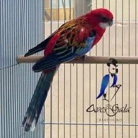 طوطی رزیلا شکیلا