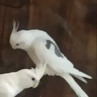 عروس هلندی گمشده