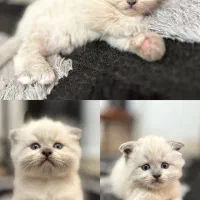 گربه