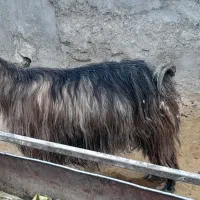 بز چاق|حیوانات مزرعه|سمنان, |دیوار