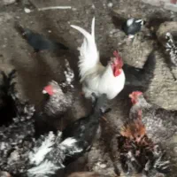 چندعددمرغ وخروس فرفری وساده درروستای گرگر|حیوانات مزرعه|چمران, |دیوار