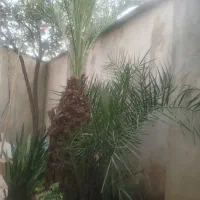 درخت نخل