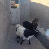 دو عدد بز فروشی|حیوانات مزرعه|رفسنجان, |دیوار