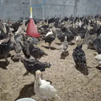 جوجه بوقلمون برنز انگلیس