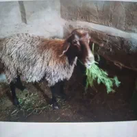 میش با بره
