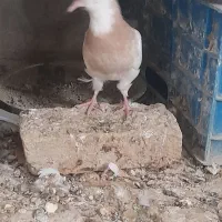 طوقی جوانه نرو ماده|پرنده|قروه, |دیوار