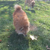 سگ پامر و خراسانی|سگ|پاکدشت, پاکدشت (مامازند)|دیوار